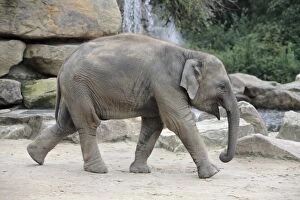 Asian Elephant - young animal running