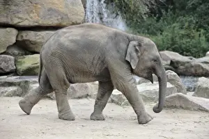 Asian Elephant - young animal running, Emmen, Holland