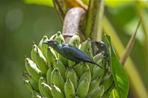 Starling Gallery: Asian Glossy Starling perched on a bunch of bananas