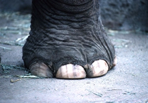 Images Dated 5th September 2008: ASIAN / INDIAN ELEPHANT