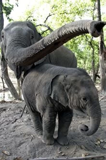 Trunk Collection: Asian / Indian Elephant - adult and young. Bandhavgarh National Park - India