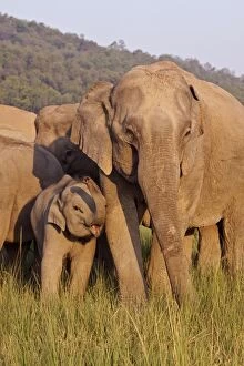 Images Dated 10th June 2010: Asian / Indian Elephant - adult and young. Corbett