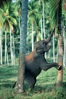 Palms Prints: Asian / Indian Elephant - baby