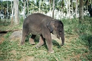 Images Dated 20th July 2004: Asian / Indian Elephant Baby, at orphanage