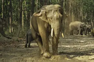 Mud Bathing Prints: Asian / Indian Elephant bathing at the waterhole filled with rain water Corbett National Park