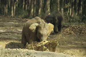 Mud Bathing Prints: Asian / Indian Elephant - Calf splashing the waterhole filled with rain water Corbett National Park