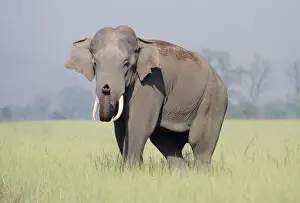 Sniffing Prints: Asian / Indian Elephant - catching the scent. Corbett National Park India