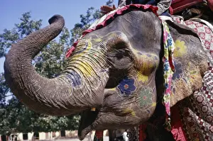 Ceremonies Prints: Asian / Indian Elephant - decorated for ceremony India