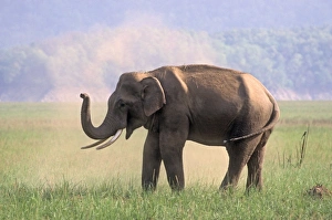 Images Dated 9th January 2007: Asian / Indian Elephant dust bathing, Corbett National Park, India