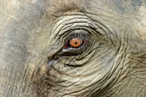 Images Dated 4th May 2003: Asian / Indian Elephant - eye close-up. Bandhavgarh National Park - India