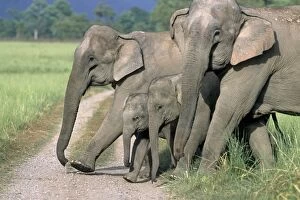 Images Dated 9th January 2007: Asian / Indian Elephant family crossing the jungle track, Corbett National Park, India