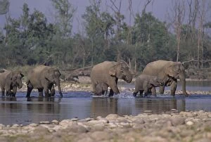 Images Dated 18th July 2006: Asian / Indian Elephant family crossing the river Ramganga Corbett National Park, India