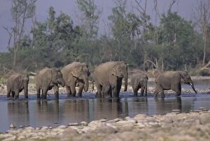 Images Dated 18th July 2006: Asian / Indian Elephant family crossing the river Ramganga. Corbett National Park, India