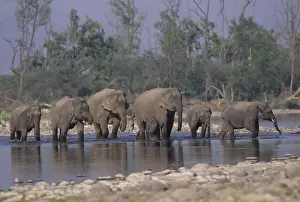 Asian / Indian Elephant family crossing the river Ramganga. Corbett National Park, India