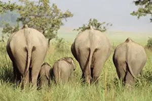 Asian / Indian Elephant - in grassland from behind Corbett National Park, India