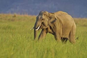 Images Dated 10th June 2010: Asian / Indian Elephant - male in meadow. Corbett
