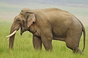 Asian / Indian Elephant - male in musth / must