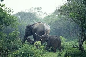 Asian / Indian Elephant in monsoon rain