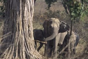 Asian / Indian Elephant striping the bark