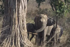 Asian / Indian Elephant striping the bark Corbett National Park, India