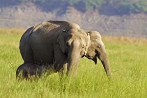 Asian / Indian Elephant - suckling. Corbett National