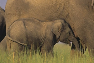 Images Dated 18th July 2006: Asian / Indian Elephant suckling the young one Corbett National Park, India