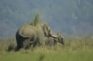 Asian / Indian Elephant throwing-off grass on its back Corbett National Park, India