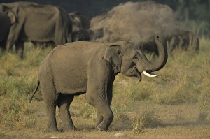Images Dated 18th July 2006: Asian / Indian Elephant (tusker) dust-bathing Corbett National Park, India