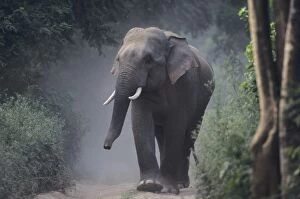 Images Dated 18th July 2006: Asian / Indian Elephant (Tusker) on the jungle track Corbett National Park, India