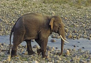Images Dated 9th January 2007: Asian / Indian Elephant (Tusker) on the riverbed of river Ramganga, Keoladeo National Park, India