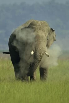 Asian / Indian Elephant (Tusker) dust-bathing