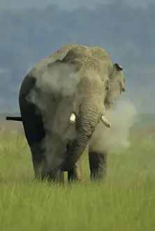 Asian / Indian Elephant (Tusker) dust-bathing Corbett National Park, India