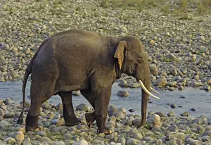 Asian / Indian Elephant (Tusker) on the riverbed of river Ramganga, Keoladeo National Park, India