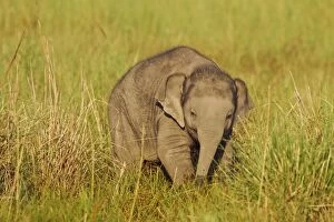 Asian / Indian Elephant - young. Corbett National