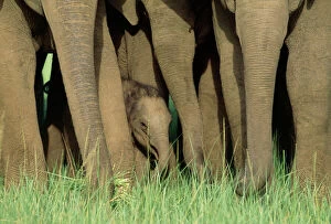 Asian / Indian Elephant - young in the herd