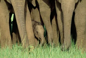 Images Dated 8th October 2007: Asian / Indian Elephant - young in the herd. Corbett National Park, India