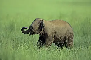 Asian / Indian Elephant - Young in long grass Corbett National Park, India