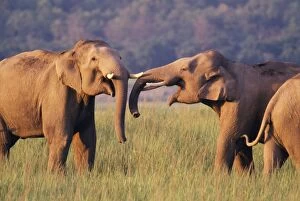Images Dated 22nd September 2005: Asian / Indian Elephants - 2 male Corbett National Park, India