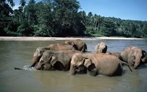 Images Dated 5th February 2007: Asian / Indian Elephants- bathing in river, Sri Lanka