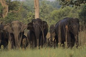 Images Dated 18th July 2006: Asian / Indian Elephants coming back from waterhole Corbett National Park, India