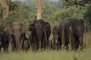 Asian / Indian Elephants coming back from waterhole Corbett National Park, India
