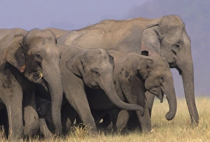 Images Dated 18th July 2006: Asian / Indian Elephants Corbett National Park, India