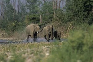 Asian / Indian Elephants galloping in the river Ramganga