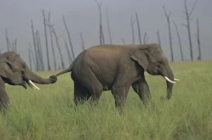 Images Dated 18th July 2006: Asian / Indian Elephants at play Corbett National Park, India