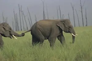 Following Prints: Asian / Indian Elephants at play Corbett National Park, India