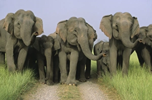 Images Dated 18th July 2006: Asian / Indian Elephants scenting Corbett National Park, India