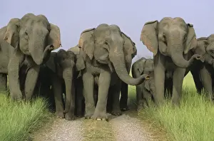 Trucks Prints: Asian / Indian Elephants scenting Corbett National Park, India