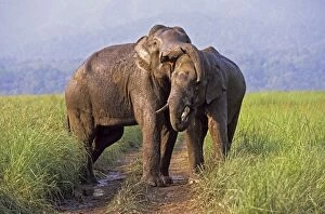 Images Dated 9th January 2007: Asian / Indian Elephants (Tuskers) playing, Keoladeo National Park, India