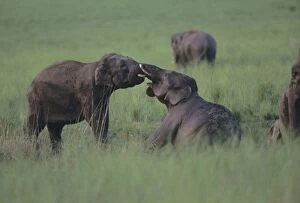 Images Dated 18th July 2006: Asian / Indian Elephants (Young tuskers) fighting at the mudhole. Corbett National Park, India