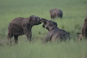 Mud Bathing Prints: Asian / Indian Elephants (Young tuskers) fighting at the mudhole
